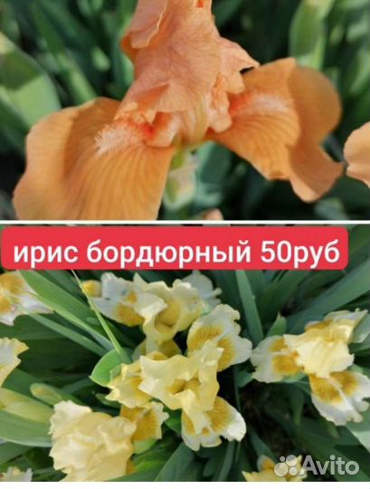 Ирисы карликовые