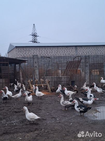 Продаются индоутки