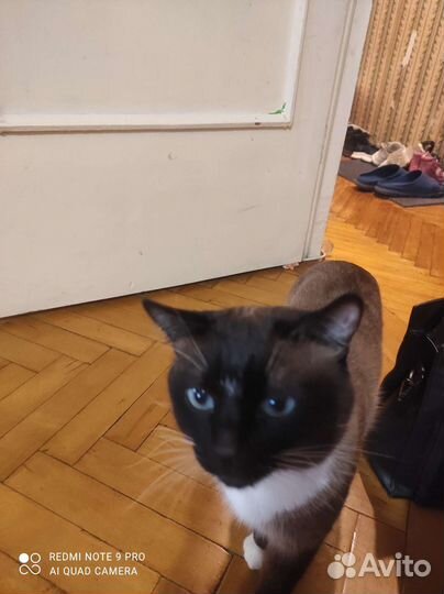 Сиамский котик