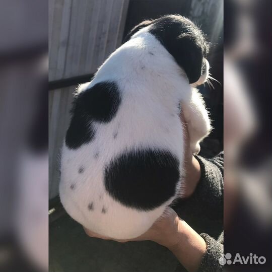 Собака в добрые руки отдам бесплатно