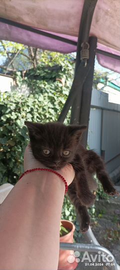 Кошка в дар бесплатно