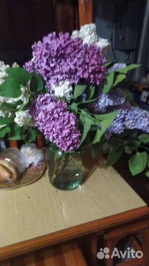 Саженцы сирени сортовой