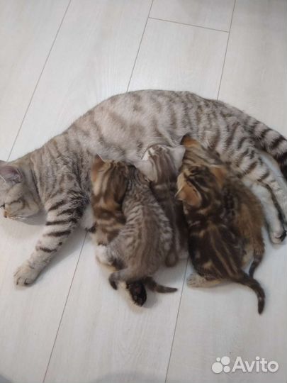 Британские котята