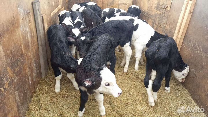 Бычки Холмогор помес с абердин ангусом до 3х месяц