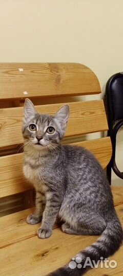 Котенок Маша