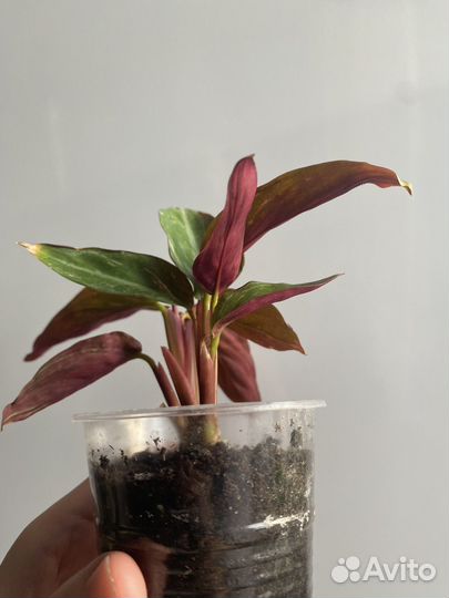 Набор комнатных растений