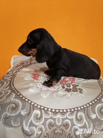 Кроличья такса