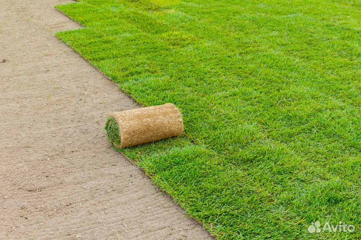 Рулонный газон, укладка рулонного газона