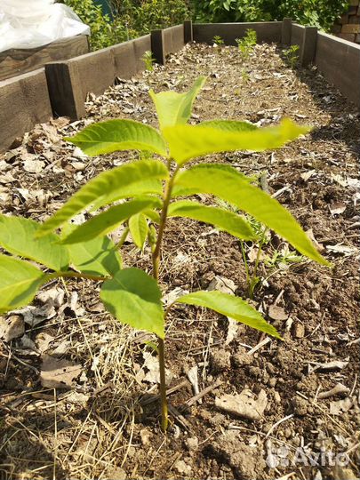 Саженцы маньчжурского ореха