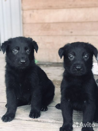 Немецкая овчарка черного окраса