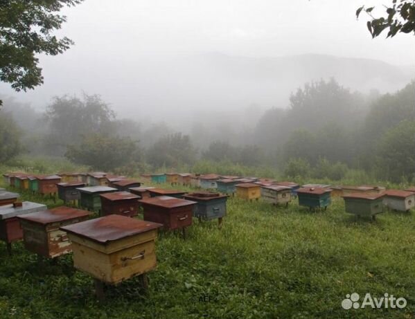 Мёд 24 года Алтайский оптом