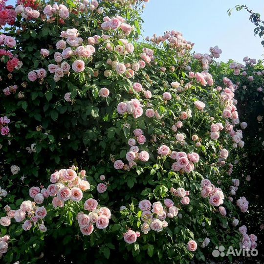 Роза Баяццо, Ванесса Белл английская