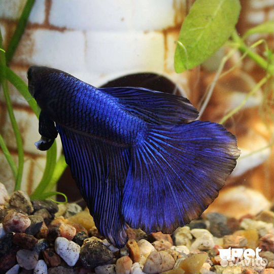 Рыбка Петушок