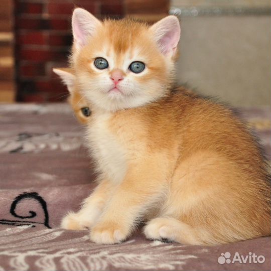 Золотая шиншилла девочка