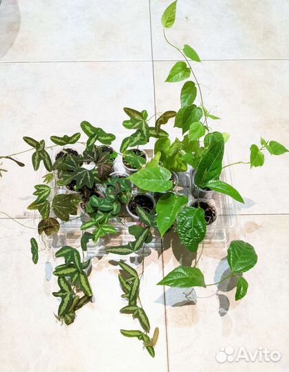 Пассифлора (маракуйя), 8 видов