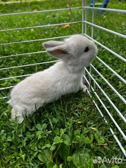 Декоративные кролики