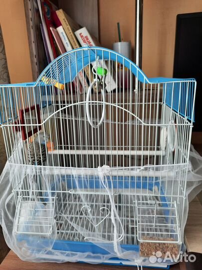 Птенцы волнистый попугай