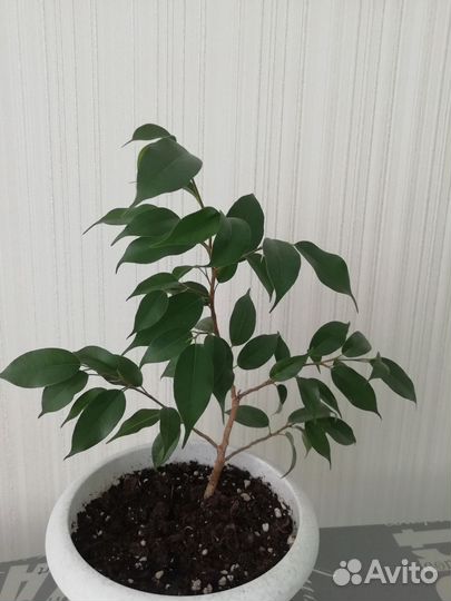 Фикус Бенджамина