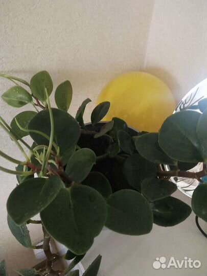 Интерьерный цветок