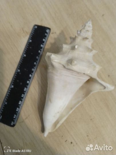 Морская ракушка