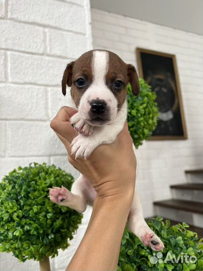 Джек Рассел терьер