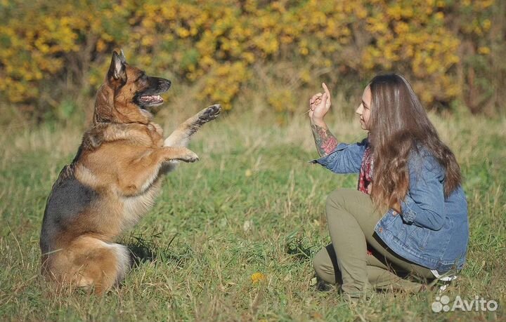 Кинолог с выездом в Спб