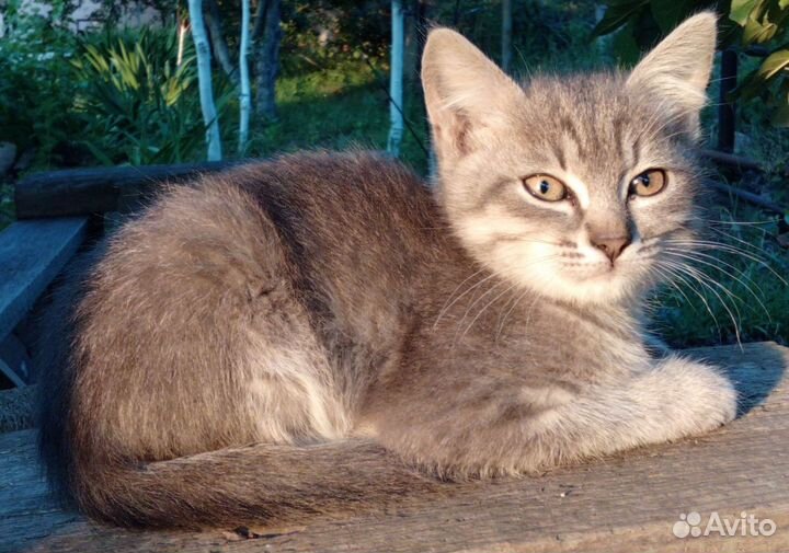 Котенок мальчик 2,5 мес. в частный дом