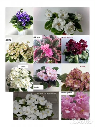 Фиалка листики