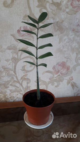 Замиокулькас