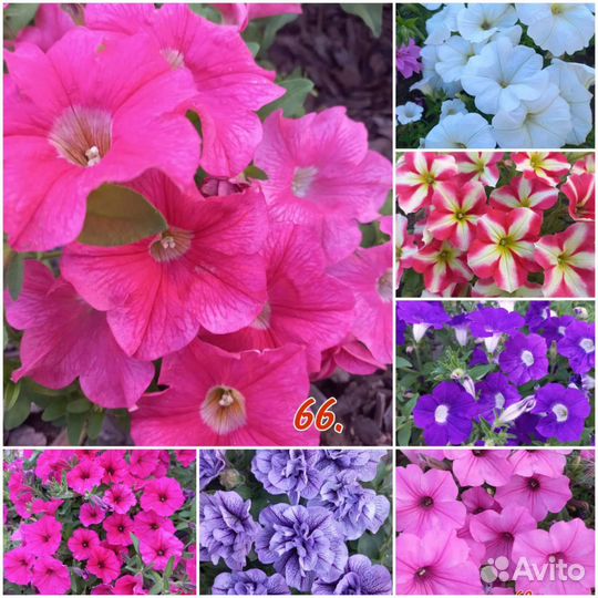 Петуния калибрахоа петхоа
