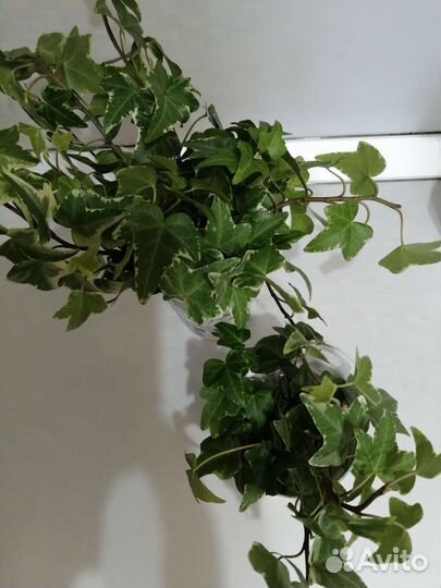 Плющ, отростки