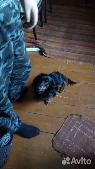 Длинношерстная такса