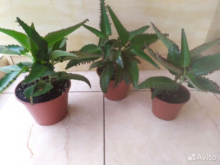 Каланхоэ лечебный