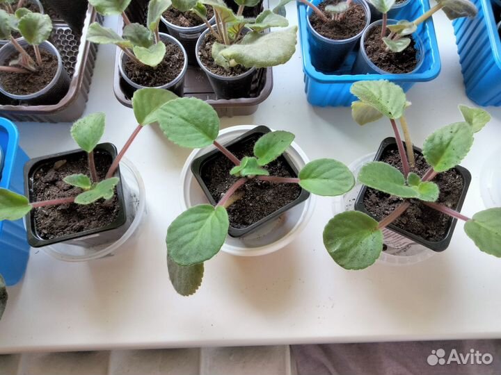 Фиалка белая, розовая, махровая, сиреневая