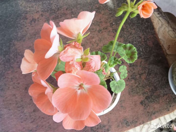 Пеларгонии зональные