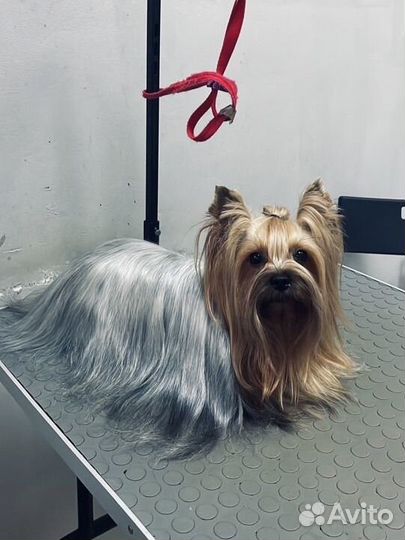 Стрижка кошек и собак