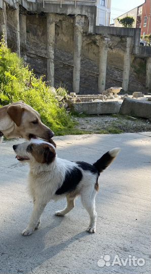 Собака в добрые руки (фокстерьер)