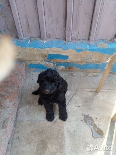 Отдам в добрые руки