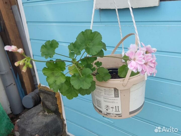 Пеларгония герань