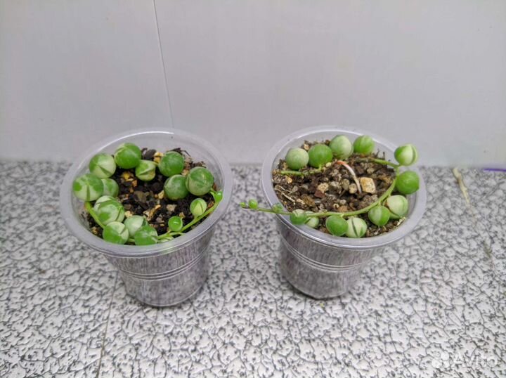 Суккуленты