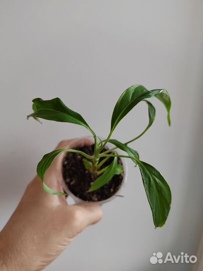 Спатифиллумы сортовые