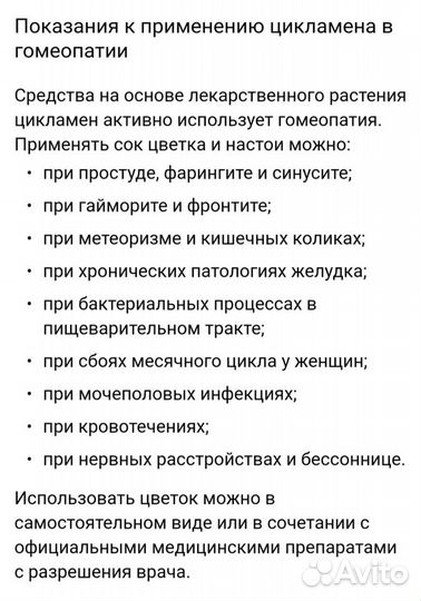 Цикломен Кавказский