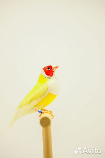 Амадины Гульда