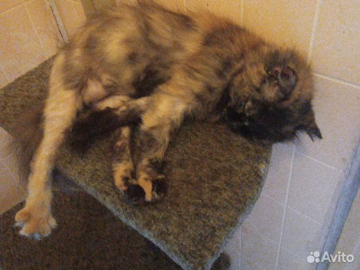 Домашние животные кошки