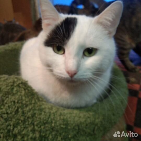 Белоснежный котик с чёрной челкой