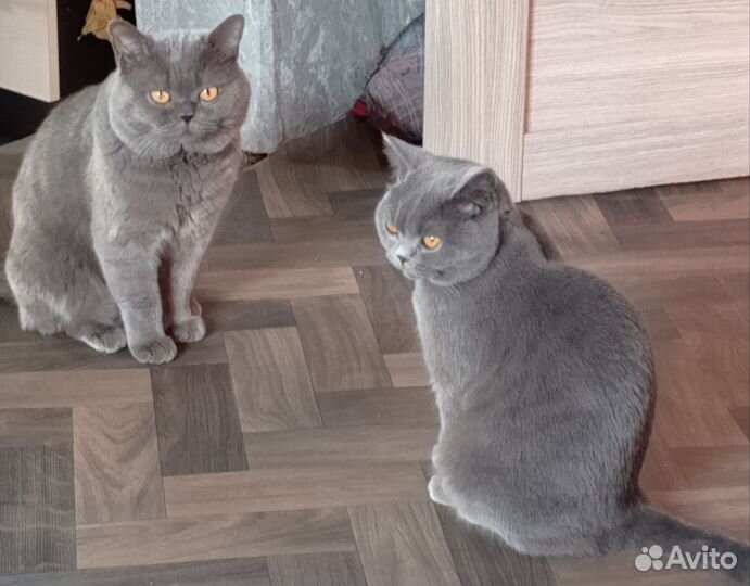 Британские котята