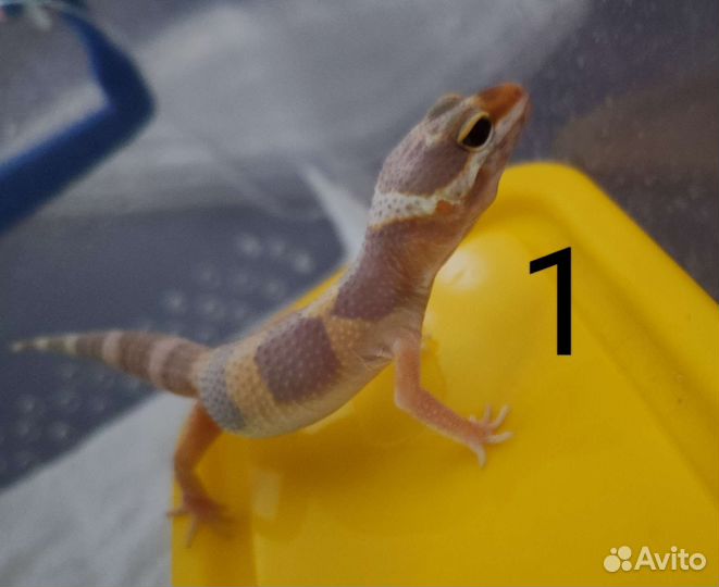 Геккон# эублефар# ящерица#