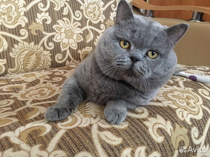 Котик приглашает кошечек