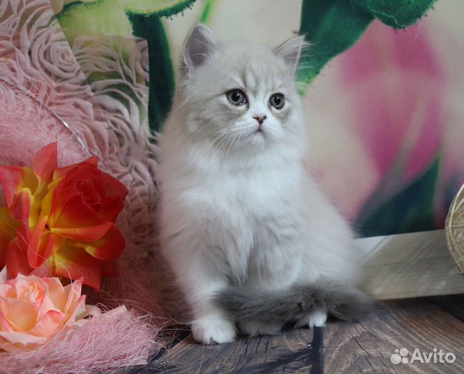 Шикарная шотландская кошечка