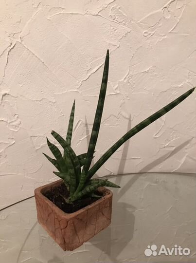 Сансевиерия